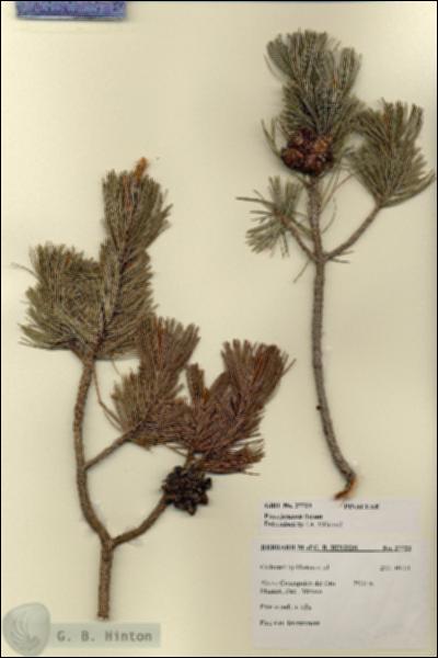 URN_catalog_HBHinton_herbarium_27723.jpg.jpg