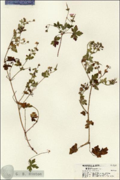URN_catalog_HBHinton_herbarium_21622.jpg.jpg