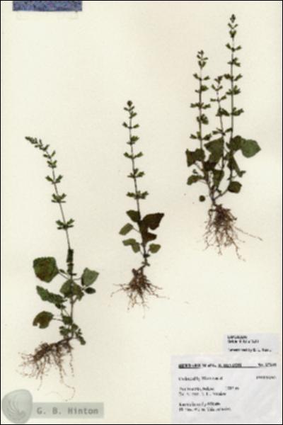 URN_catalog_HBHinton_herbarium_27248.jpg.jpg