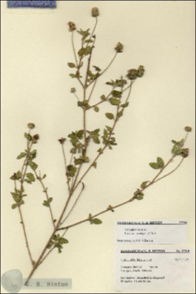 URN_catalog_HBHinton_herbarium_27518.jpg.jpg