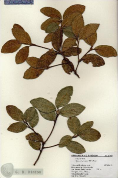 URN_catalog_HBHinton_herbarium_17454.jpg.jpg