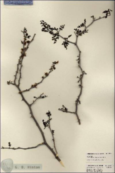 URN_catalog_HBHinton_herbarium_22732.jpg.jpg