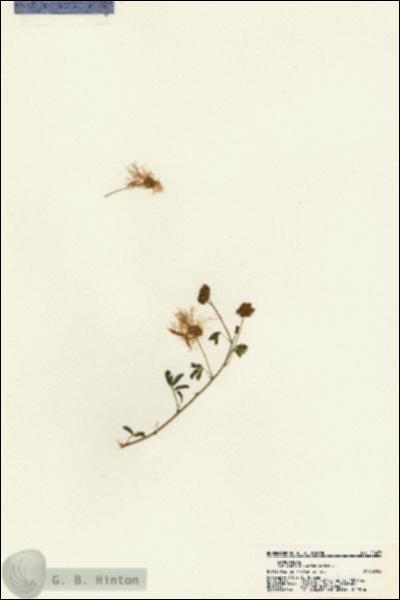 URN_catalog_HBHinton_herbarium_21423.jpg.jpg