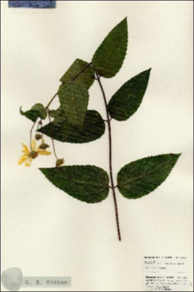 URN_catalog_HBHinton_herbarium_24903.jpg.jpg