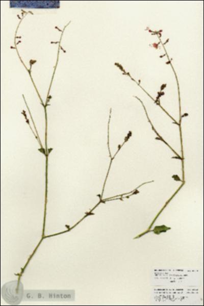 URN_catalog_HBHinton_herbarium_25912.jpg.jpg