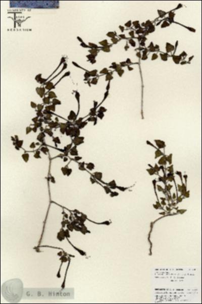 URN_catalog_HBHinton_herbarium_25869.jpg.jpg