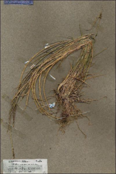 URN_catalog_HBHinton_herbarium_19571.jpg.jpg