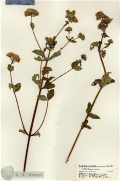 URN_catalog_HBHinton_herbarium_21702.jpg.jpg