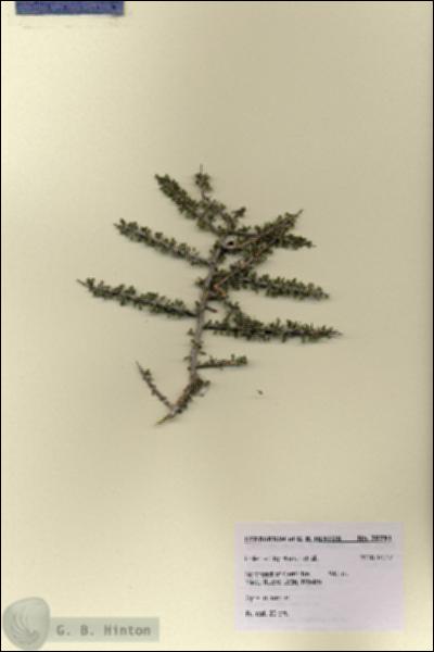 URN_catalog_HBHinton_herbarium_28791.jpg.jpg