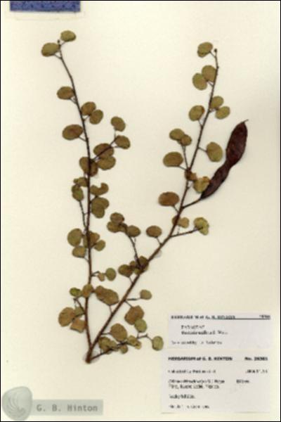 URN_catalog_HBHinton_herbarium_28301.jpg.jpg