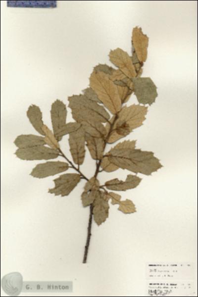 URN_catalog_HBHinton_herbarium_24695.jpg.jpg