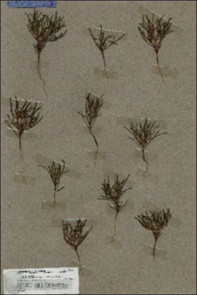 URN_catalog_HBHinton_herbarium_19655.jpg.jpg