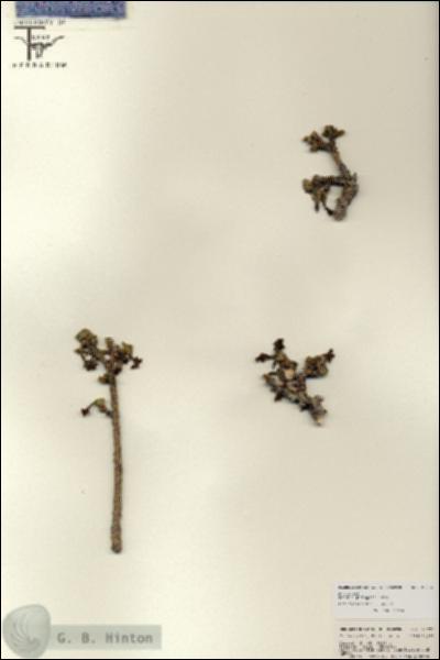 URN_catalog_HBHinton_herbarium_25736.jpg.jpg