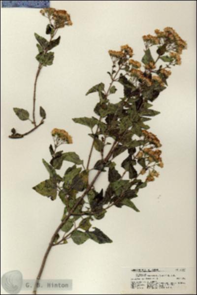 URN_catalog_HBHinton_herbarium_21757.jpg.jpg