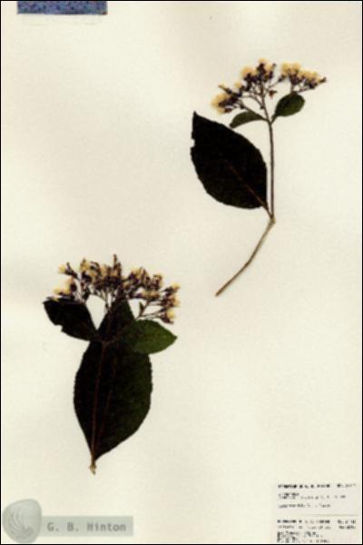 URN_catalog_HBHinton_herbarium_24711.jpg.jpg