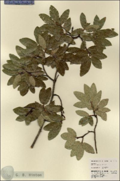 URN_catalog_HBHinton_herbarium_23448.jpg.jpg