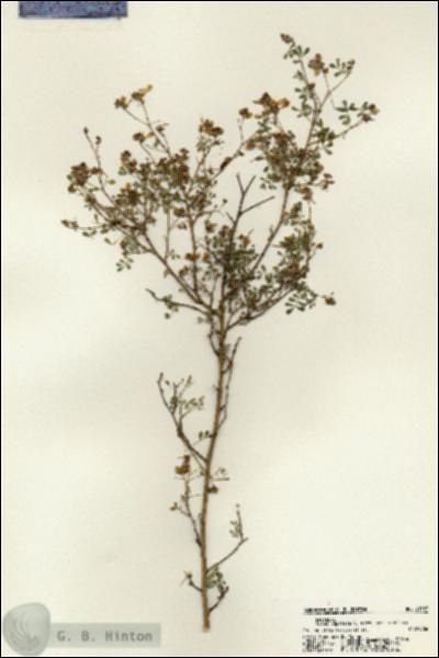 URN_catalog_HBHinton_herbarium_21387.jpg.jpg