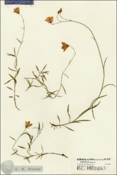 URN_catalog_HBHinton_herbarium_21282.jpg.jpg