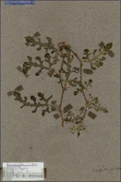URN_catalog_HBHinton_herbarium_17727.jpg.jpg