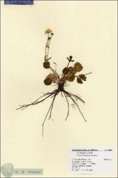 URN_catalog_HBHinton_herbarium_18854.jpg.jpg