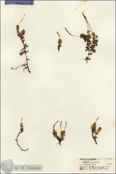 URN_catalog_HBHinton_herbarium_21302.jpg.jpg
