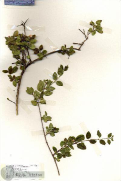 URN_catalog_HBHinton_herbarium_19266.jpg.jpg