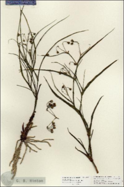 URN_catalog_HBHinton_herbarium_25963.jpg.jpg