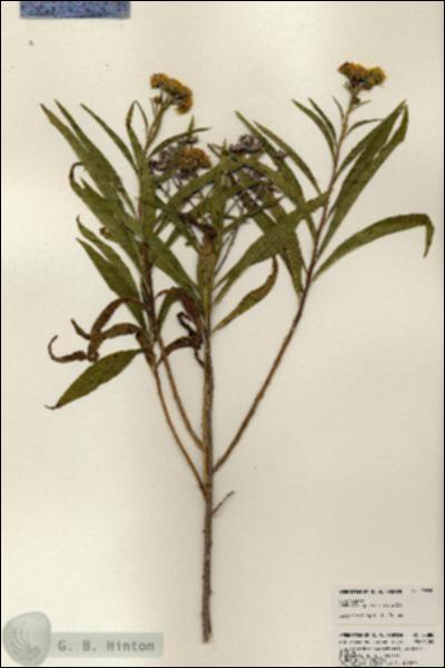 URN_catalog_HBHinton_herbarium_23880.jpg.jpg