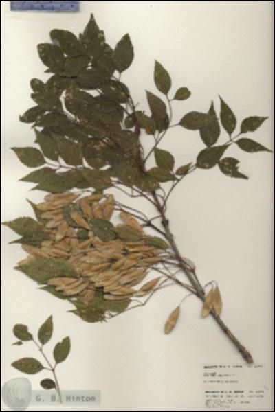 URN_catalog_HBHinton_herbarium_24964.jpg.jpg