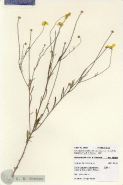 URN_catalog_HBHinton_herbarium_28083.jpg.jpg