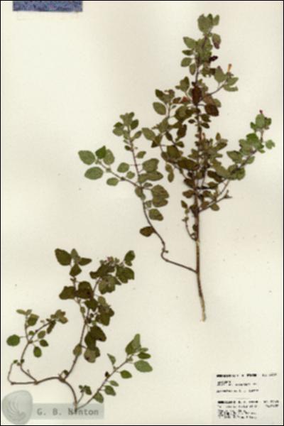 URN_catalog_HBHinton_herbarium_24445.jpg.jpg