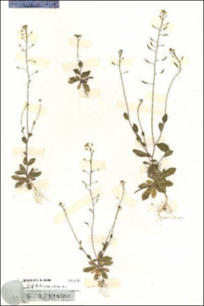 URN_catalog_HBHinton_herbarium_20104.jpg.jpg