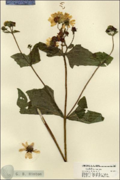 URN_catalog_HBHinton_herbarium_22443.jpg.jpg