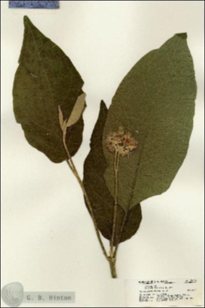 URN_catalog_HBHinton_herbarium_21215.jpg.jpg