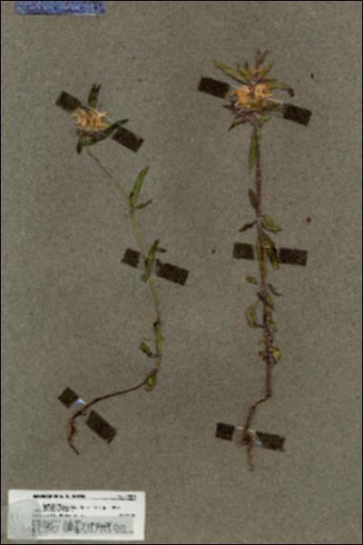 URN_catalog_HBHinton_herbarium_19808.jpg.jpg