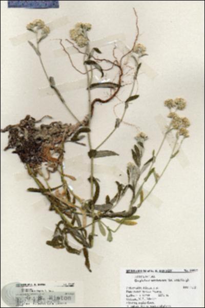 URN_catalog_HBHinton_herbarium_19917.jpg.jpg