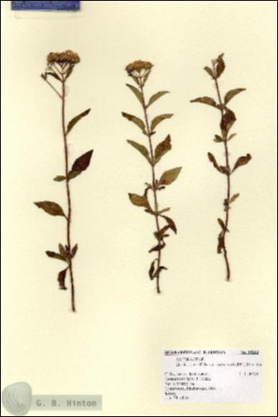 URN_catalog_HBHinton_herbarium_15268.jpg.jpg