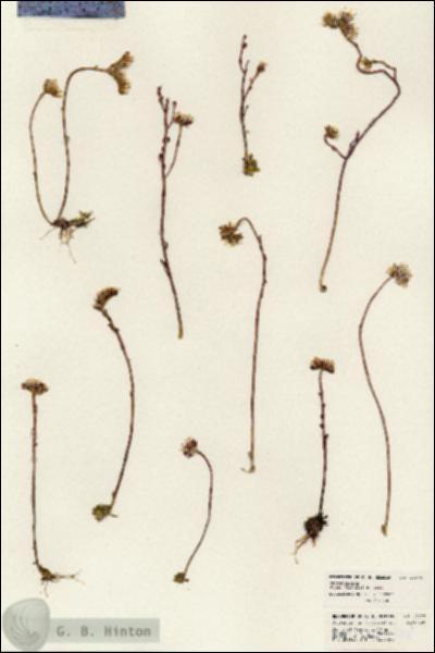 URN_catalog_HBHinton_herbarium_23978.jpg.jpg