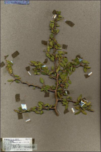 URN_catalog_HBHinton_herbarium_17775.jpg.jpg