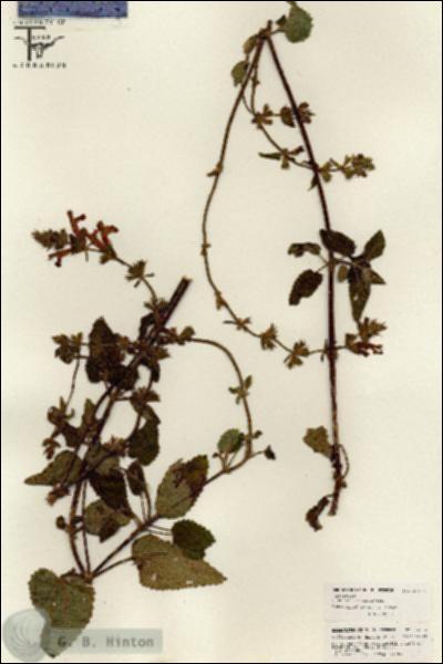 URN_catalog_HBHinton_herbarium_26174.jpg.jpg