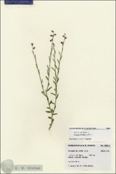 URN_catalog_HBHinton_herbarium_28511.jpg.jpg