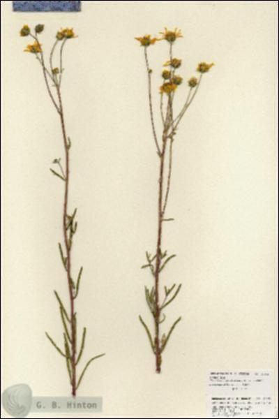 URN_catalog_HBHinton_herbarium_27062.jpg.jpg