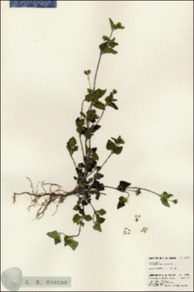 URN_catalog_HBHinton_herbarium_24354.jpg.jpg