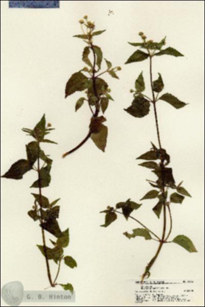 URN_catalog_HBHinton_herbarium_21363.jpg.jpg