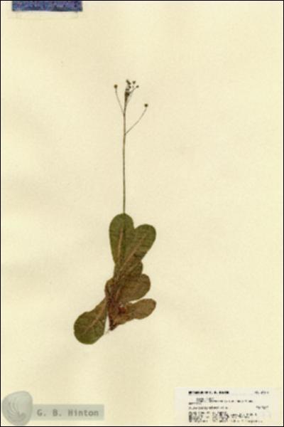 URN_catalog_HBHinton_herbarium_21577.jpg.jpg