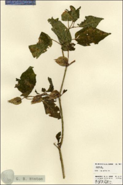 URN_catalog_HBHinton_herbarium_23500.jpg.jpg