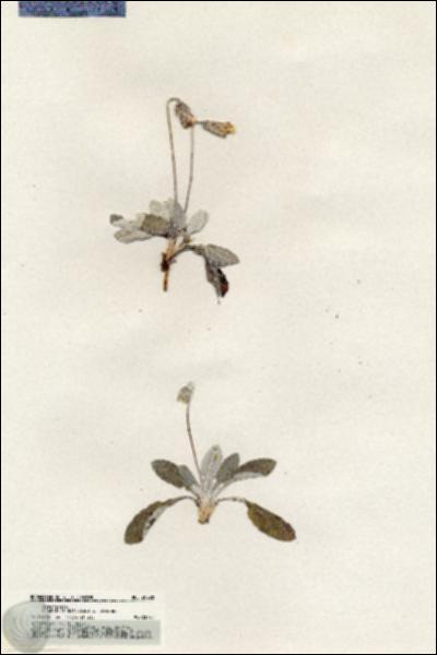 URN_catalog_HBHinton_herbarium_20228.jpg.jpg