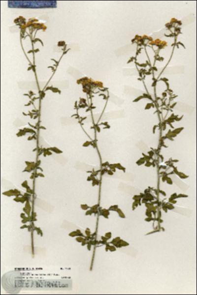 URN_catalog_HBHinton_herbarium_19770.jpg.jpg