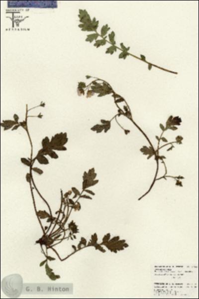 URN_catalog_HBHinton_herbarium_26535.jpg.jpg