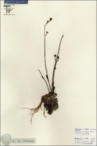 URN_catalog_HBHinton_herbarium_25844.jpg.jpg